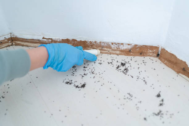 Best Ant Control Services  in Klamath Falls, OR